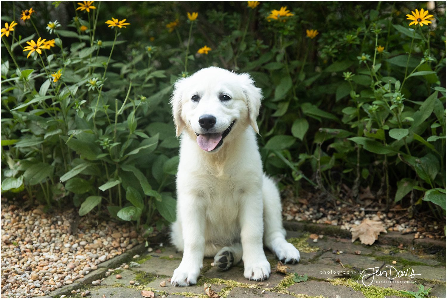 Family Photos with new puppy in New Jersey Princeton