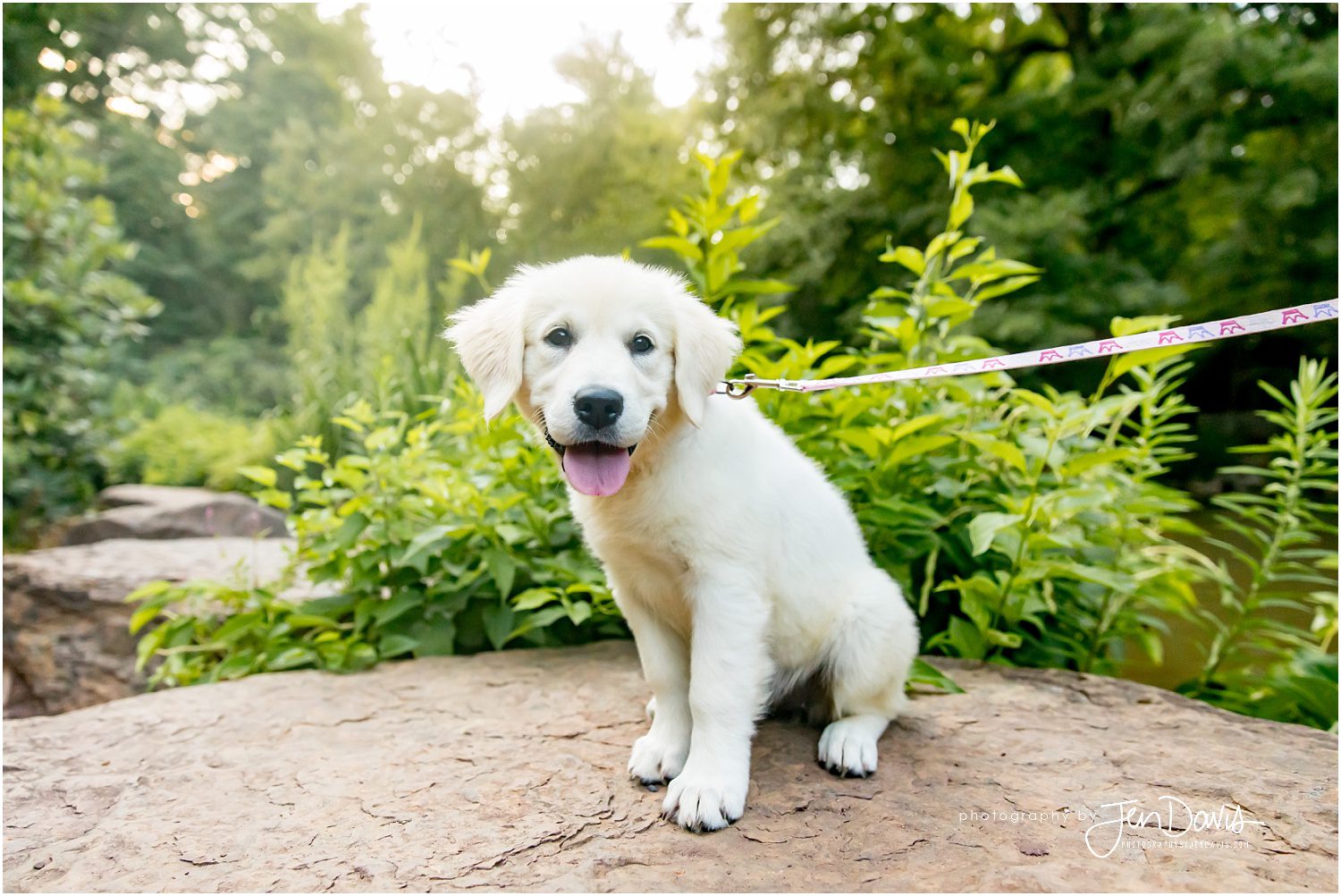 Family Photos with new puppy in New Jersey Princeton